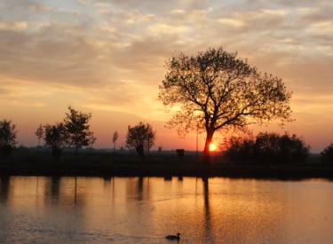 Tree in beautiful nature