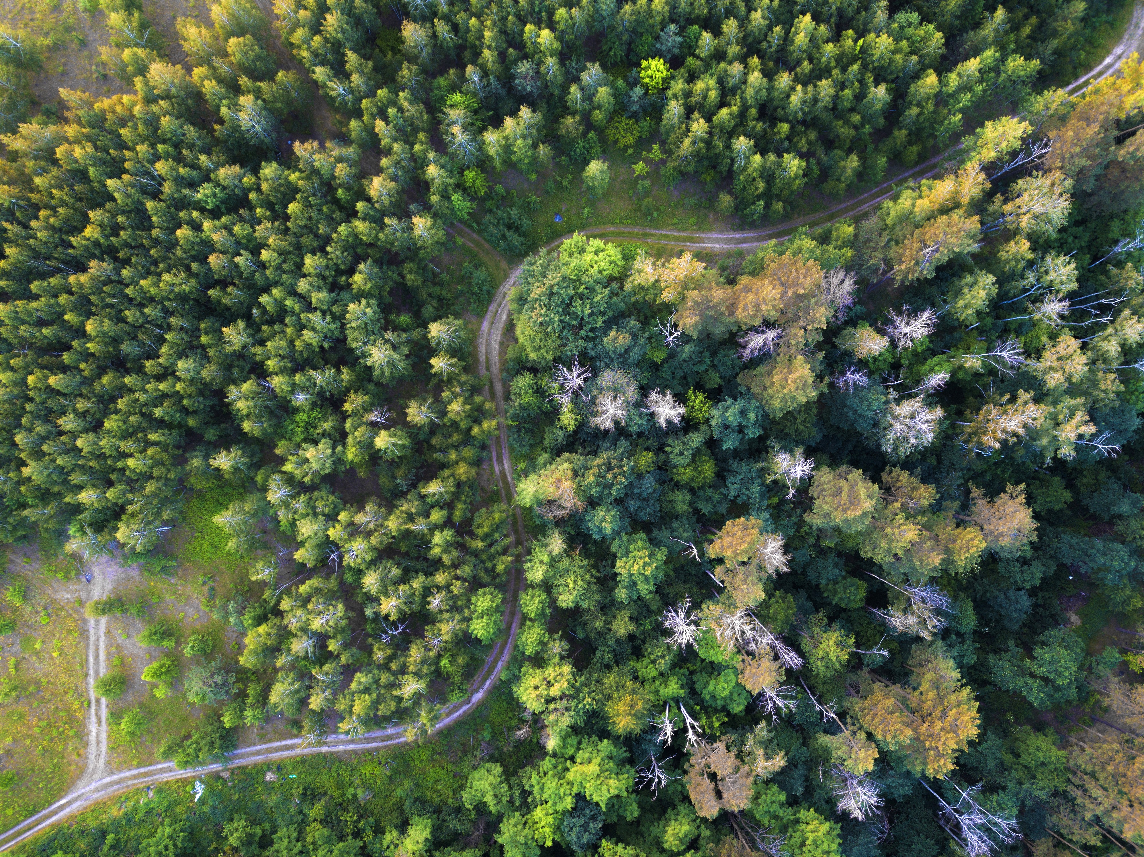 Green trees