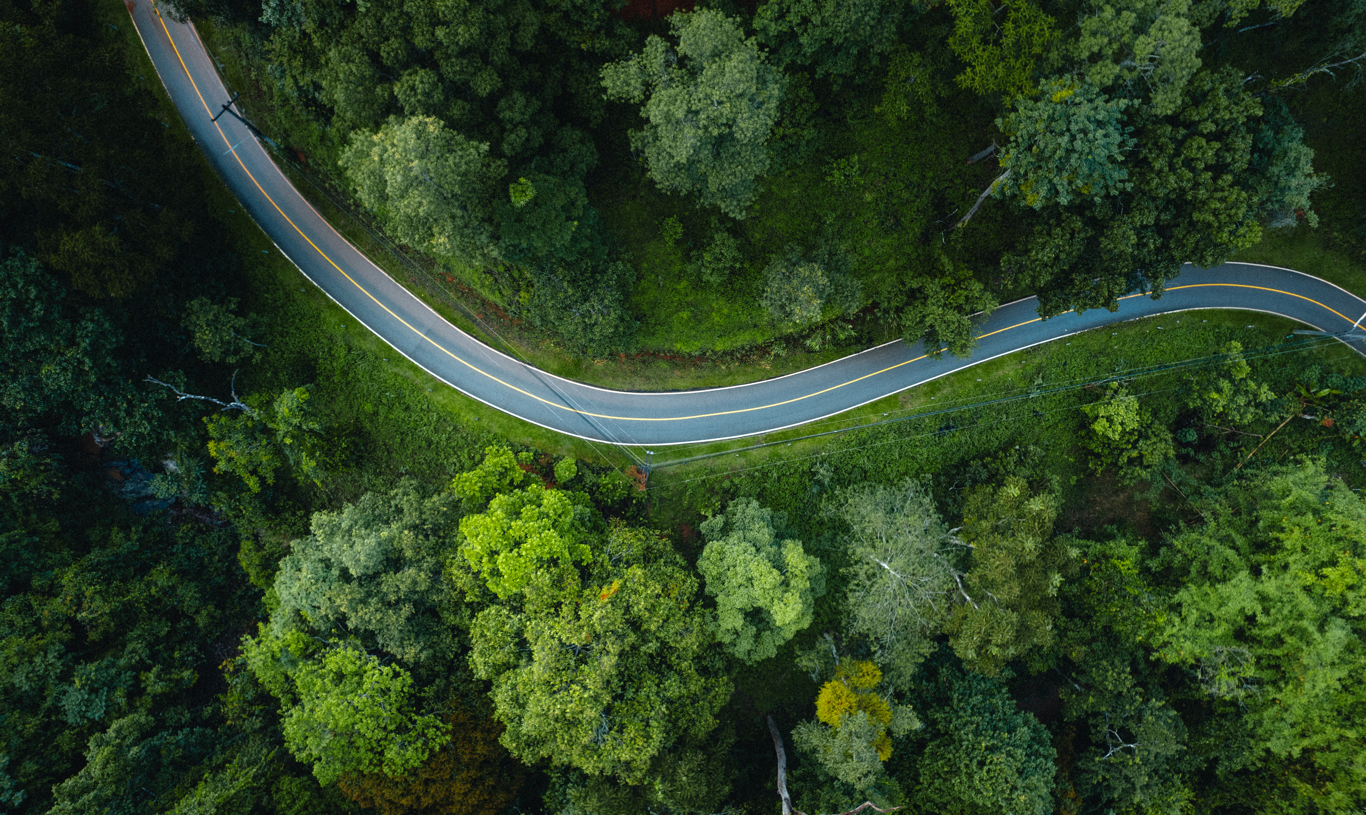 Winding road through a forest seen from above