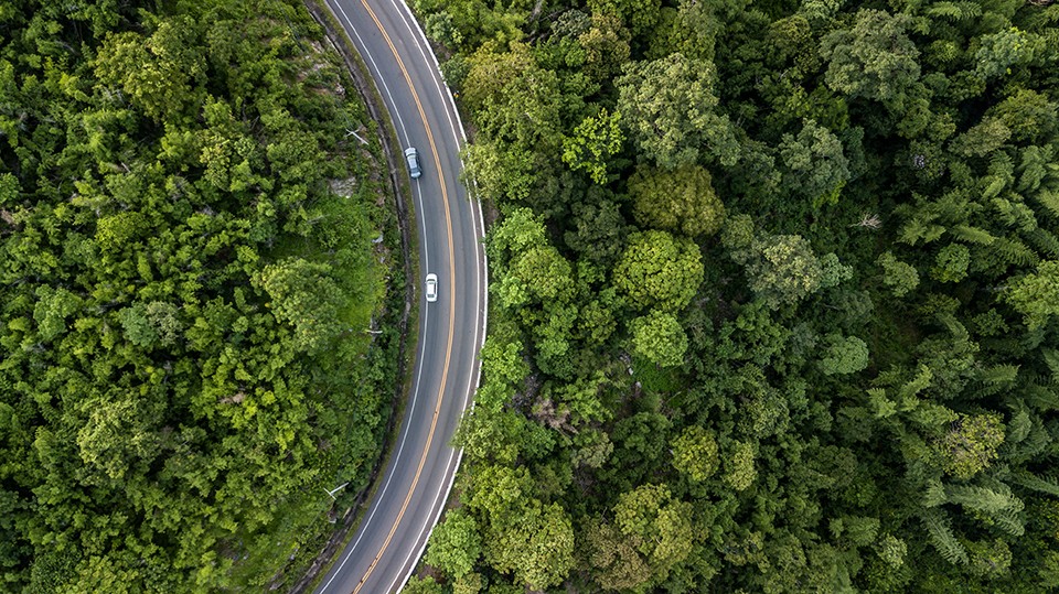 A road in a green forest