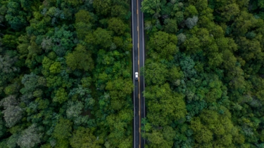 Image of car driving through a forest