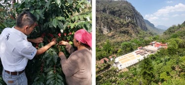 producci&oacute;n de caf&eacute; de mi tierra en el interior de las monta&ntilde;as 