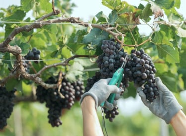 Grapes being harvested for wine production
