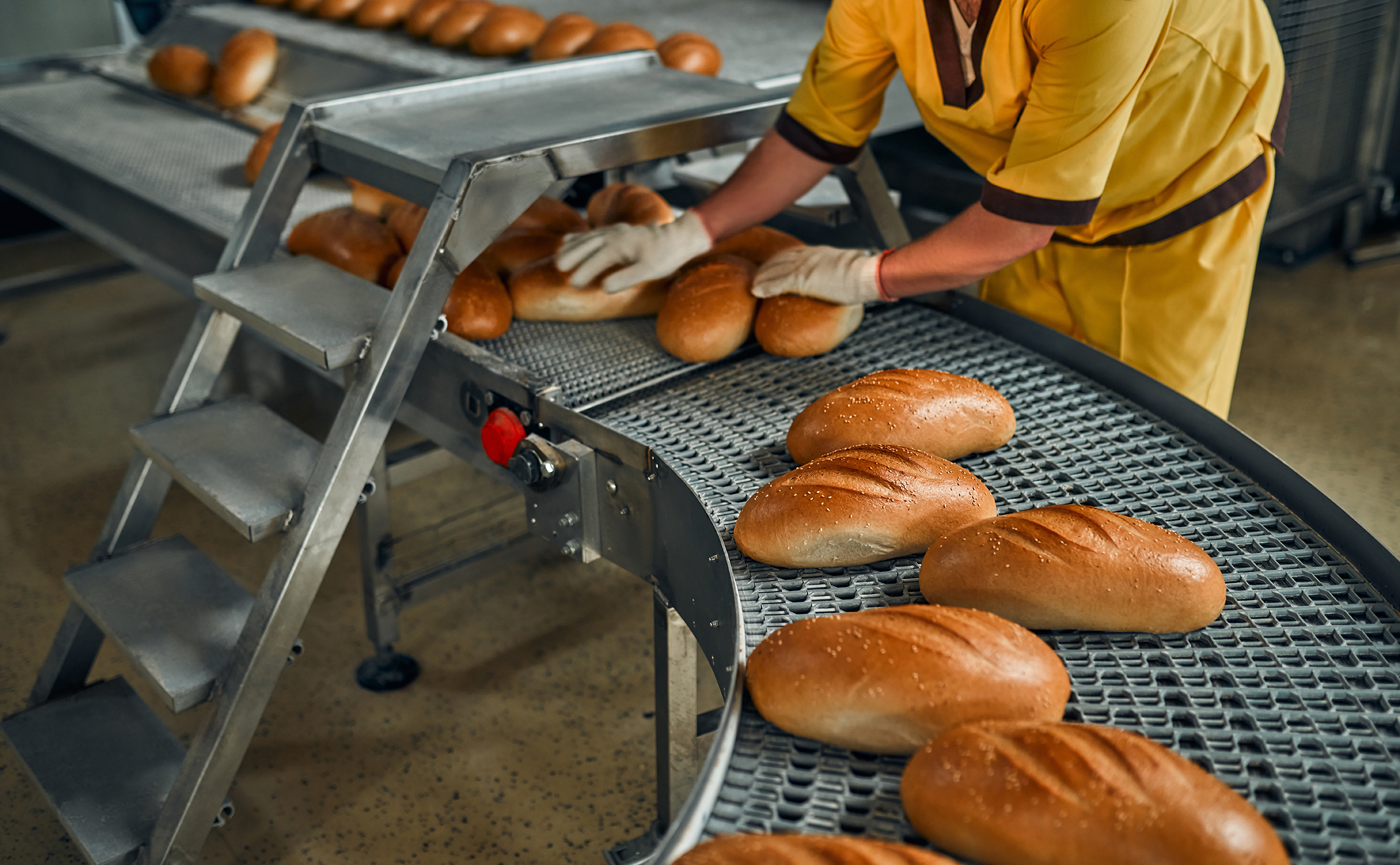 Worker in a bakery placing freshly baked loaves of bread on a conveyor belt
