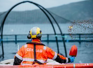 Cermaq employee wearing a safety jacket and helmet hand feeding the fish