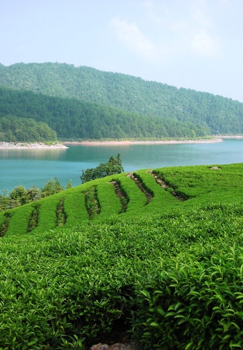 green plantation next to a river