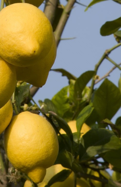 close-up image of lemons in a lemon tree