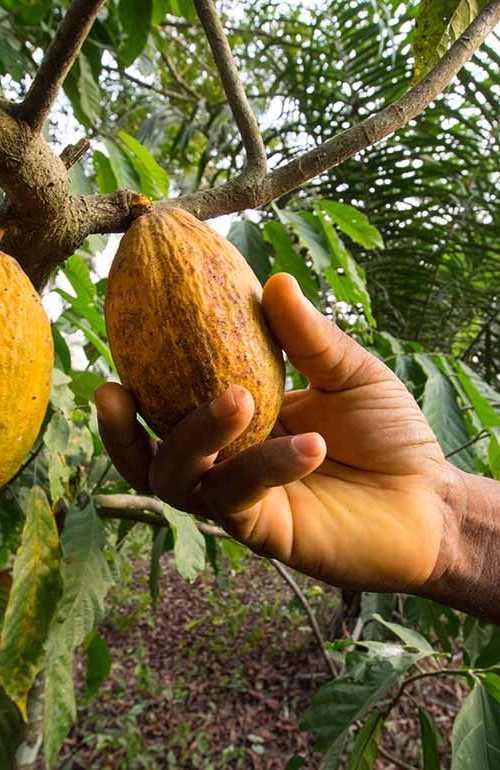 cacao tree with fruit