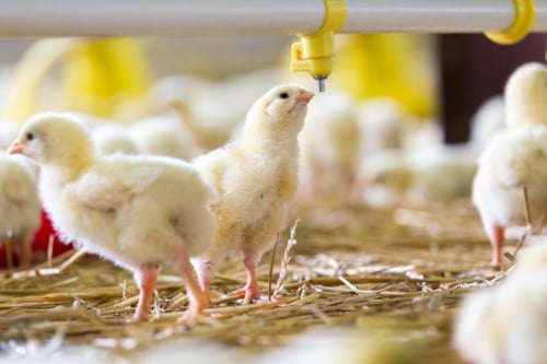 baby chicks