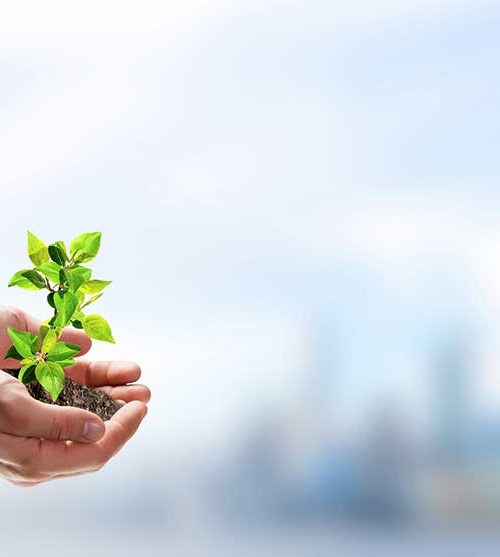 穿西服男子手捧新芽