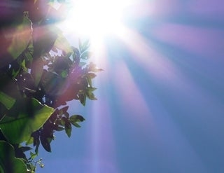 Sun coming behind a tree today