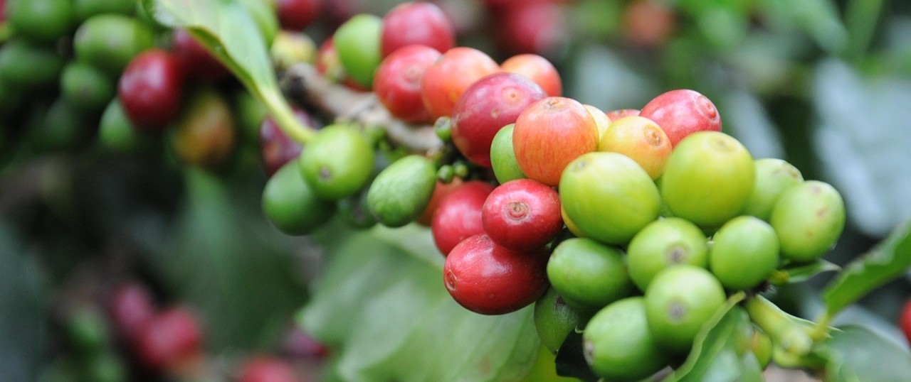 certificación organica.jpg