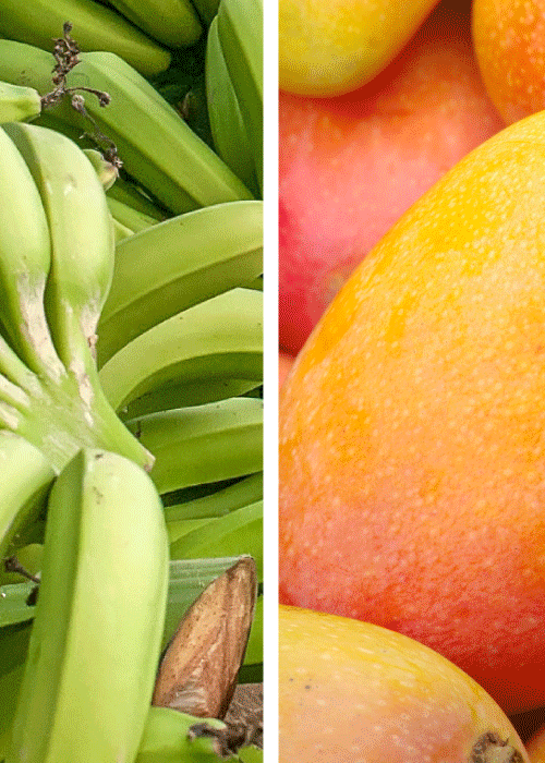 Platano mango