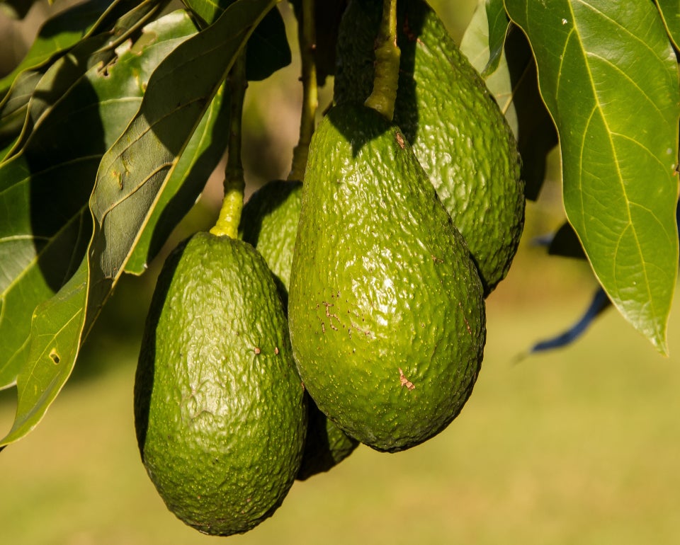 Aguacates verdes colgando de un árbol con hojas verdes bajo la luz del sol.