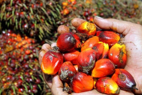 RSPO