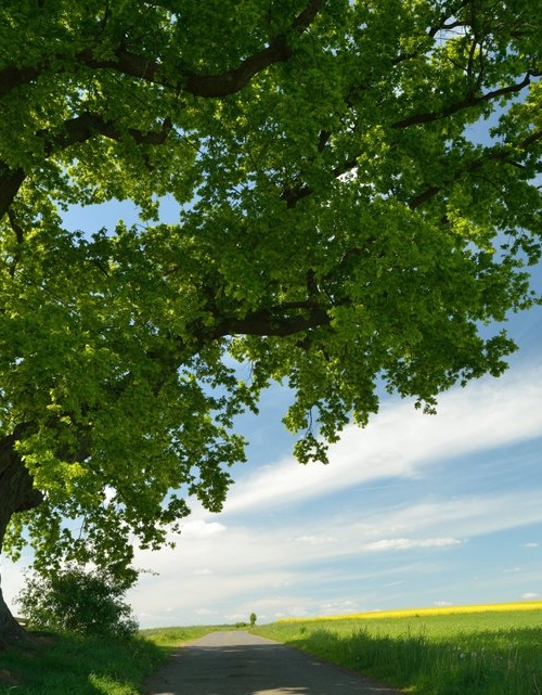 Tree in a green landscape