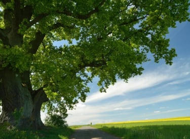 Boom in een groen landschap