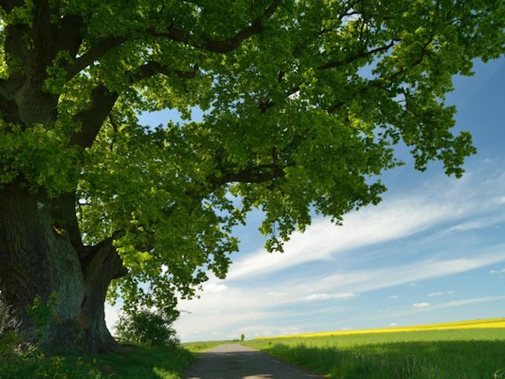 Boom in een groen landschap