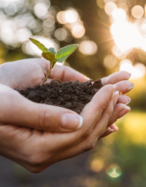 Plant groeit in compost met Keurmerk Keurcompost