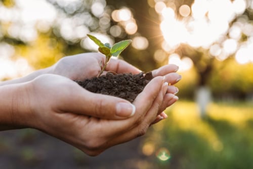 Plant groeit in compost met Keurmerk Keurcompost
