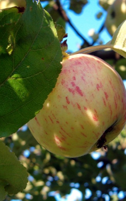 apple on tree