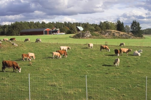 vacas en el campo