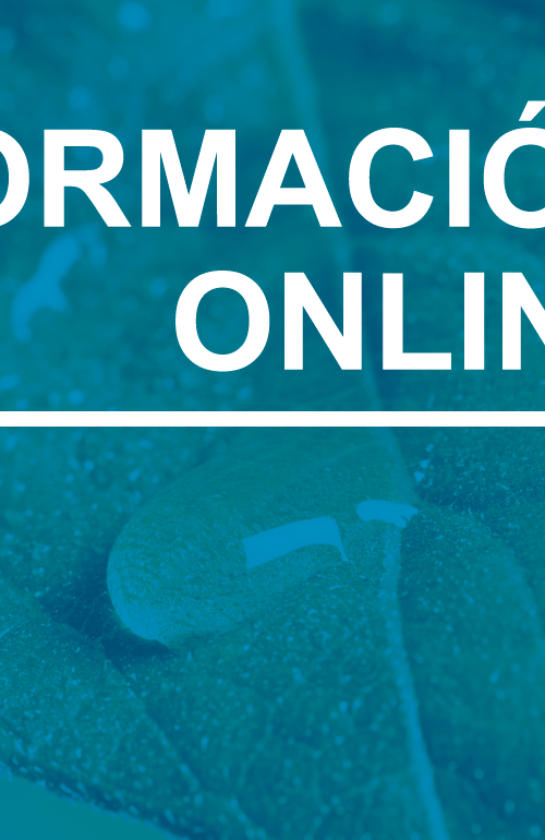 portada formación online SPRING