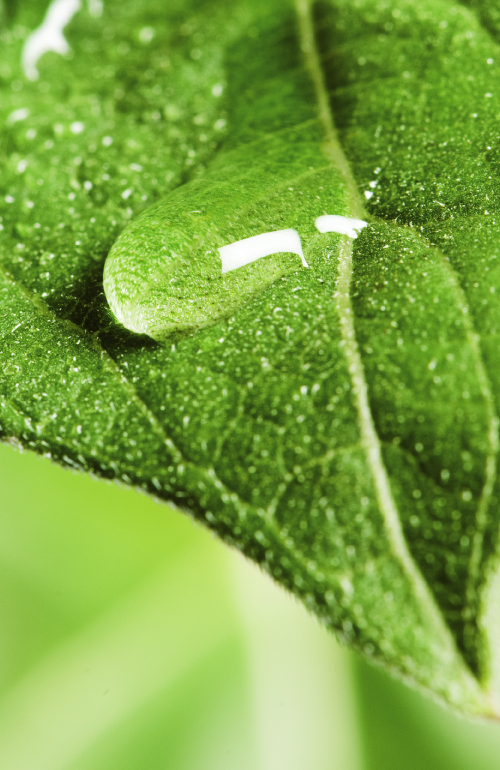 hoja con una gota de agua
