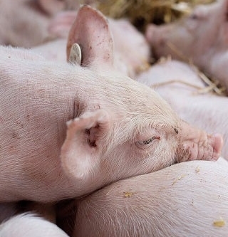 close-up of a pig in a pig farm