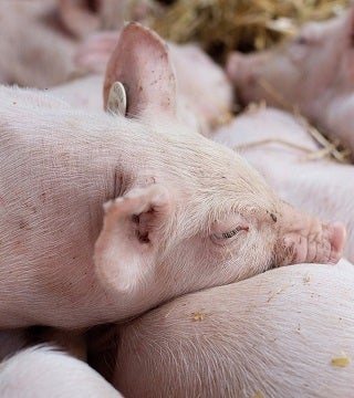 close-up of a pig in a pig farm