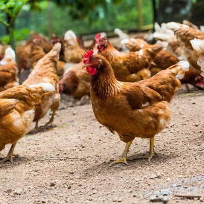 Animal welfare inspection