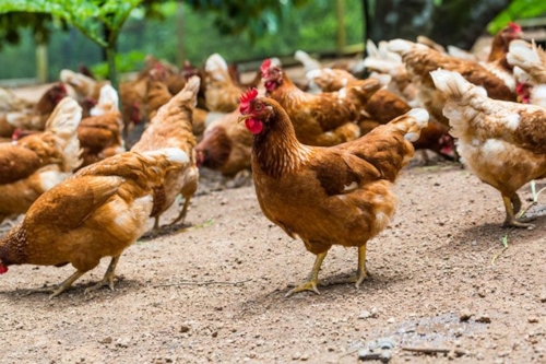 Chickens scratching around