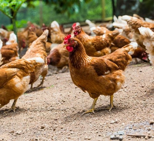 Animal welfare