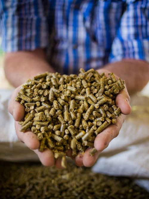Animal feed