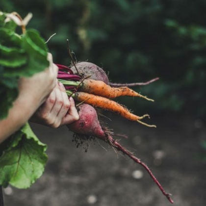 Zanahorias y remolachas