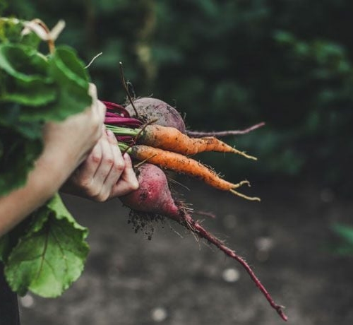 Organic food