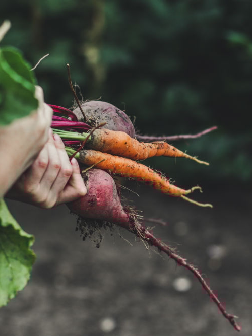 organic_vegetables