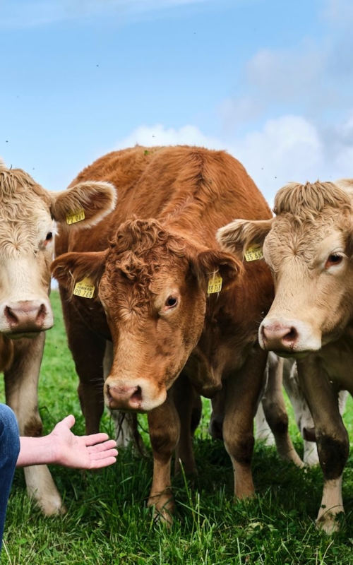 kiwa employee spending a group of cows