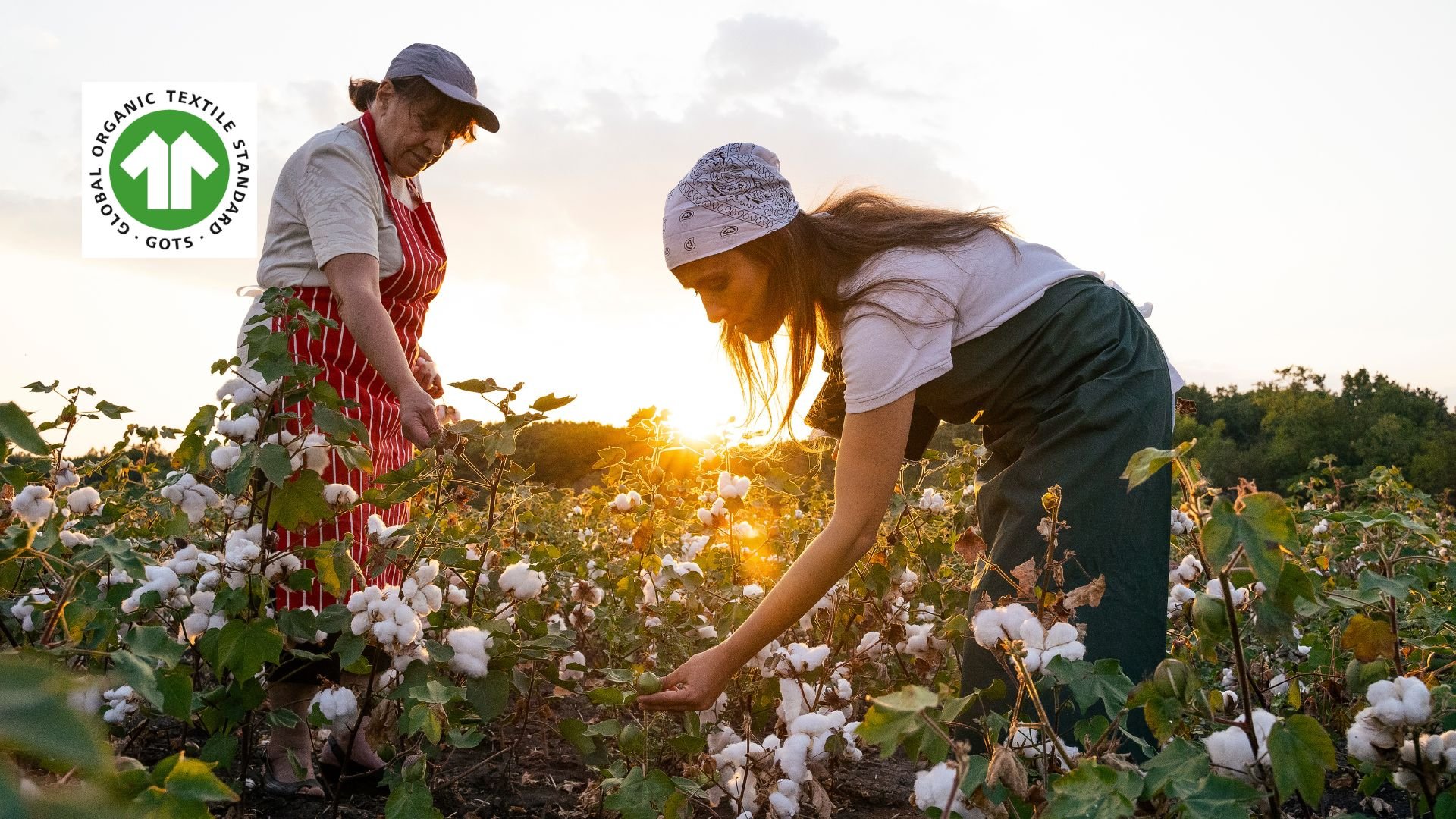 people picking cotton during the sunset