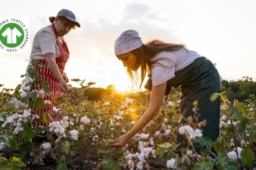 people picking cotton during the sunset