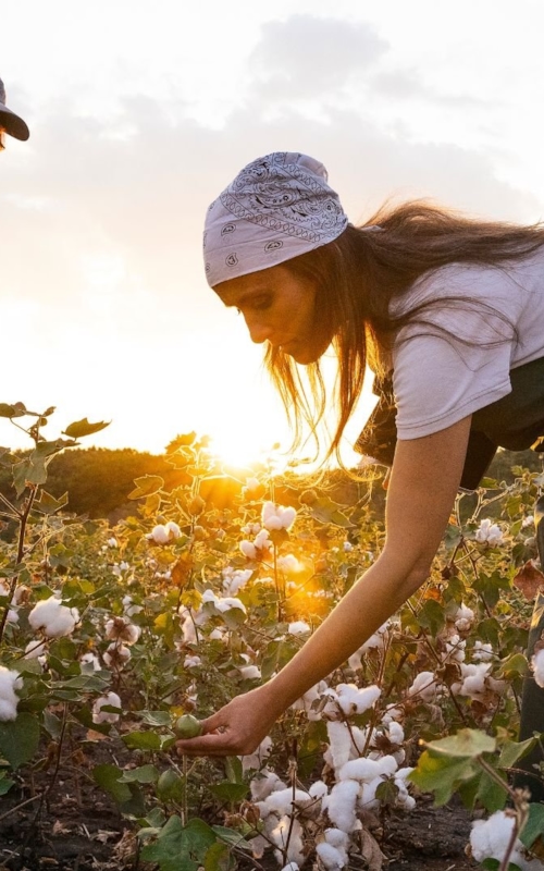 people picking cotton during the sunset