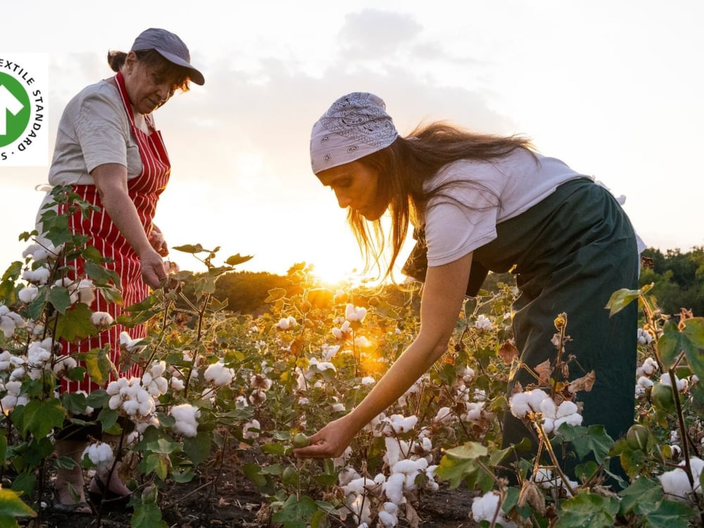 people picking cotton during the sunset