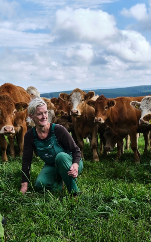 brown cows in a grass field with two people looking at them