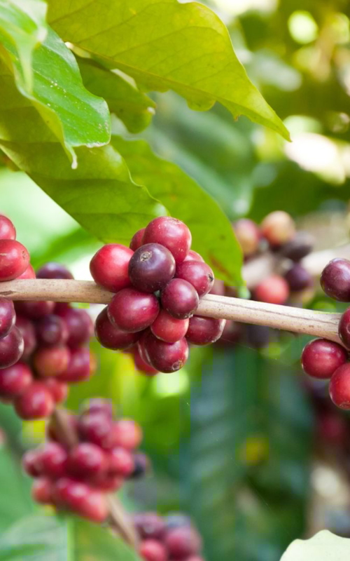 close-up of coffee beans on a tree branch