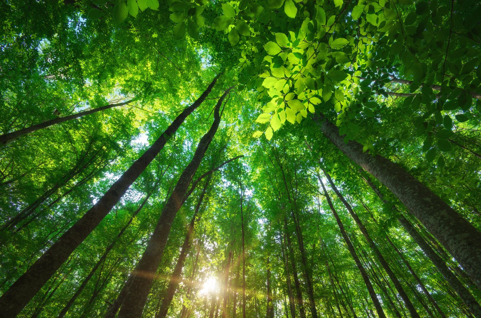 Lush green forest canopy with sunlight filtering through tall trees