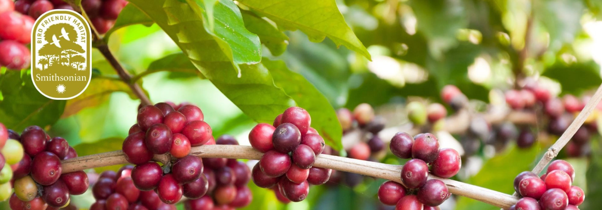 Ramas de cafeto con frutos maduros de color rojo, rodeadas de hojas verdes en un entorno natural.