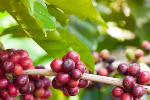 Ramas de cafeto con frutos maduros de color rojo, rodeadas de hojas verdes en un entorno natural.