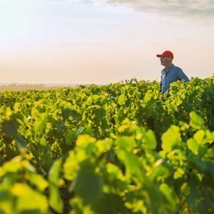 farmer vegetables