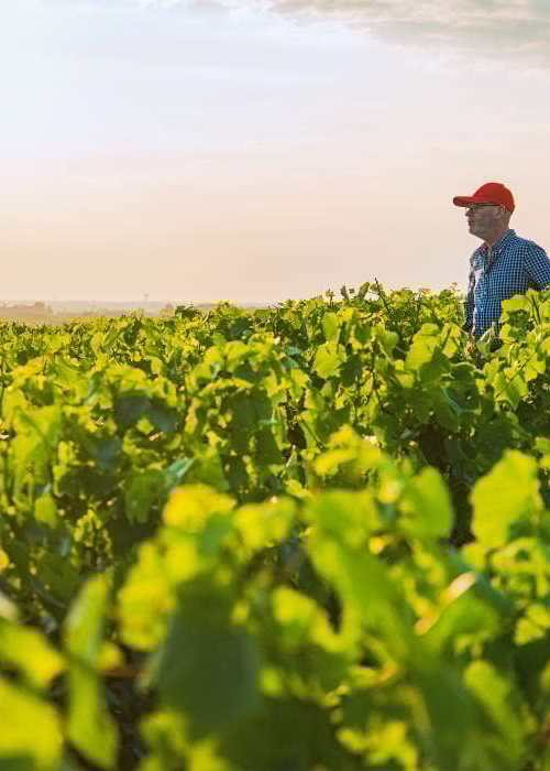 farmer vegetables