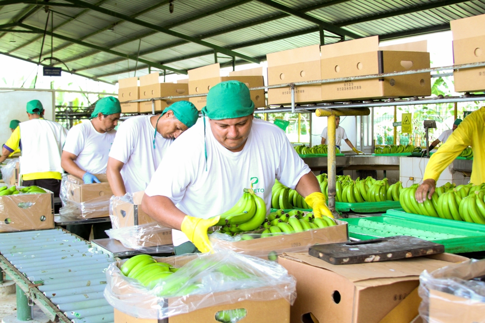 Workers sorting and packing fresh bananas in a processing facility